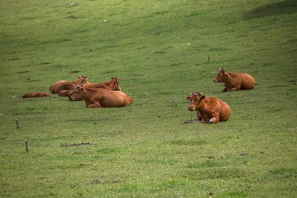 Blick Auf Kühe Die Auf Der Weide Liegen Rinderrinder Farmland — Stockfoto