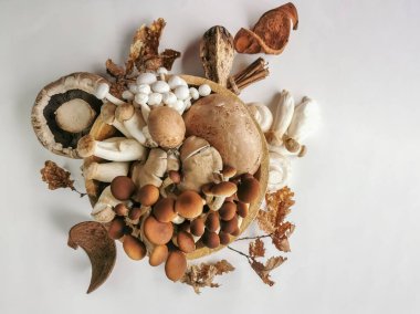 Set view of various whole mushrooms, in kitchen ingredients theme, are on white background decorated with rosemary and dry natural elements...