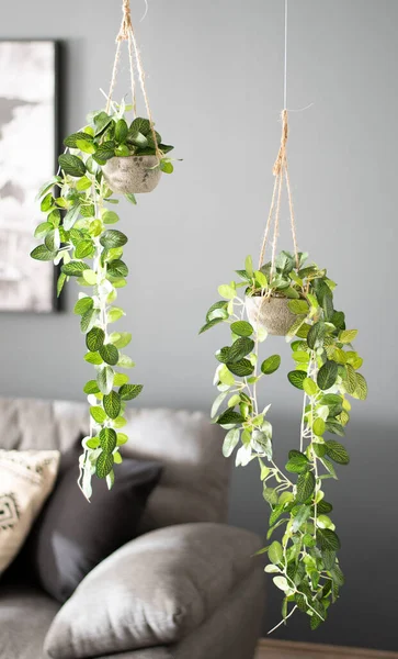 Deux Plantes Intérieur Vertes Luxuriantes Vibrantes Sont Suspendues Plafond Dessus — Photo