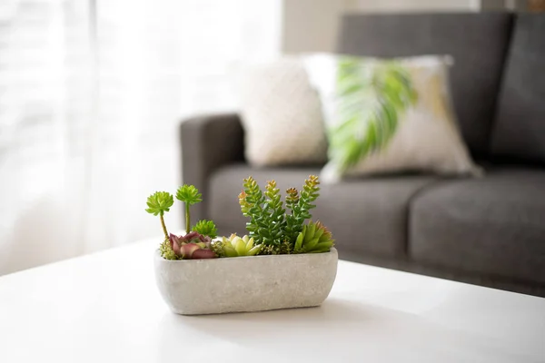 식물의 그릇과 편안한 소파와 테이블을 인테리어 — 스톡 사진