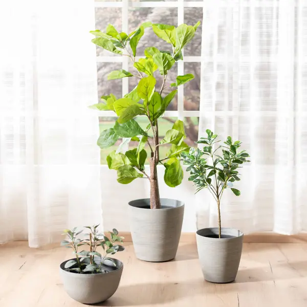 Trois Plantes Pot Dans Des Pots Près Des Fenêtres Sur — Photo