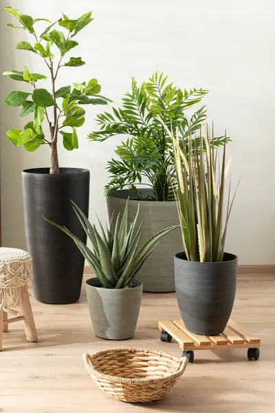 Variety Exotic Desert Plants Pots One Wooden Plant Caddy Egy — Stock Fotó
