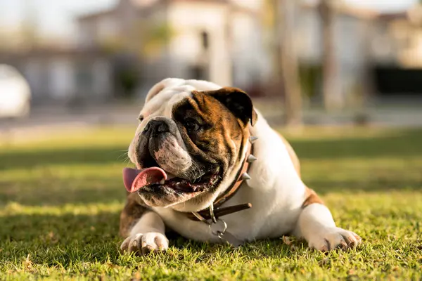 Güzel bulldog dilini uzatıyor, parkta yeşil çimlerin üzerinde dinleniyor.