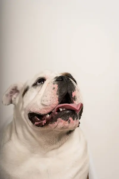 Dilini dışarı çıkarmış şirin bir bulldog portresi. Fotokopi alanı olan beyaz bir arka plana bakıyor.