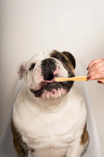 Kadın eli, bambu bir diş fırçasıyla sevimli bir bulldog 'un dişlerini temizliyor.