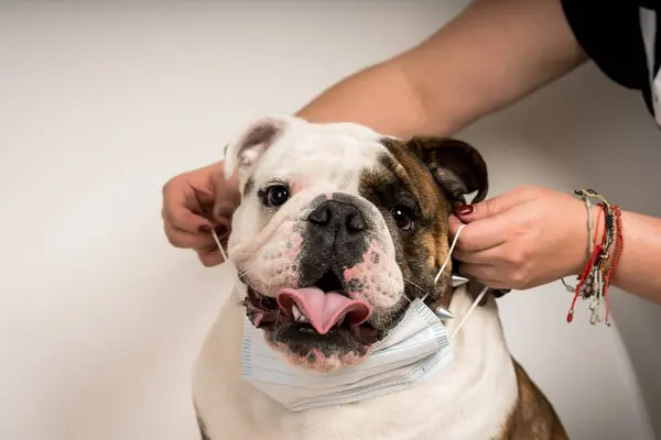 Buldog 'a tıbbi maske takan bir kadının yakın çekimi.