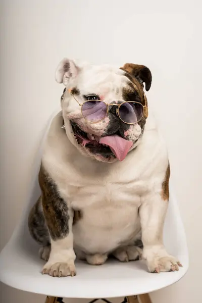 Güneş gözlüklü şirin bir bulldog 'un yakın plan portresi.
