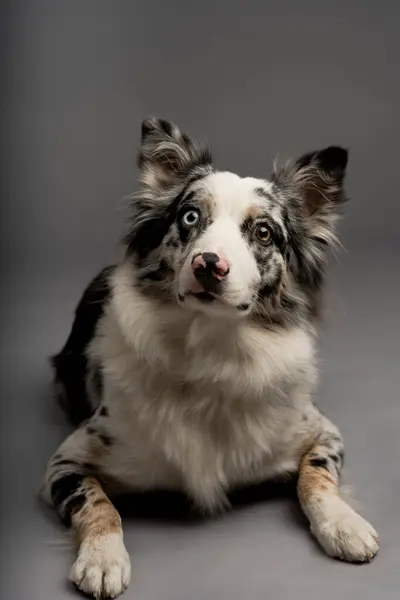 Heterokromi gözlü benekli bir çoban köpeğinin dikey görüntüsü.