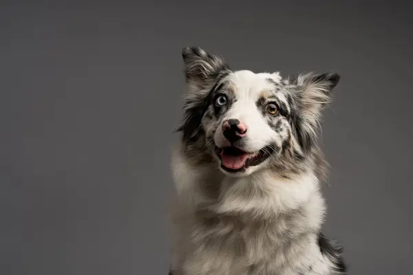 Gri bir arka planda izole edilmiş Avustralyalı bir çoban köpeği portresi