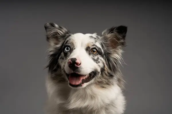 Gri bir arka planda izole edilmiş Avustralyalı bir çoban köpeği portresi