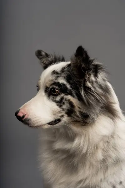 Gri bir arka planda izole edilmiş Avustralyalı bir çoban köpeğinin dikey portresi