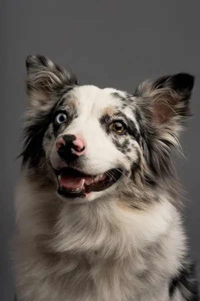 Gri bir arka planda izole edilmiş Avustralyalı bir çoban köpeğinin dikey portresi