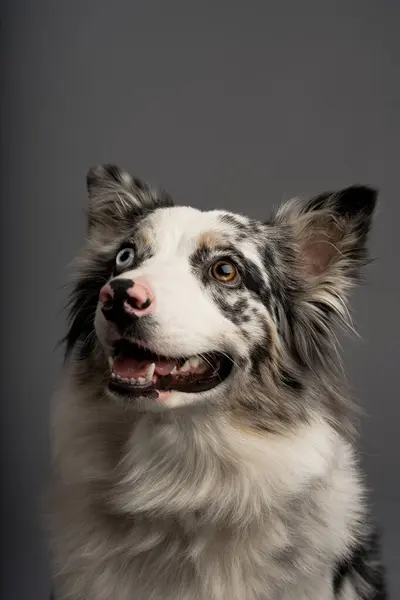 Gri bir arka planda izole edilmiş Avustralyalı bir çoban köpeğinin dikey portresi