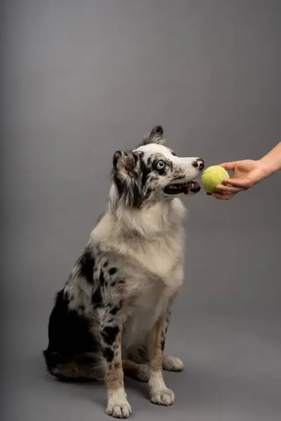 Top alan bir çoban köpeği - köpek eğitimi
