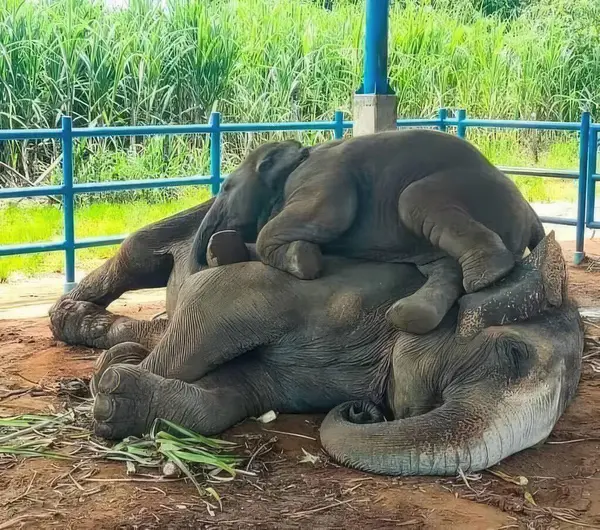 Elephants are sleeping on the ground in the park, Thailand.