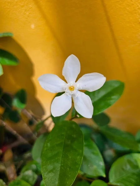Fiore Gelsomino Bianco Fiore Nel Giardino Con Sfondo Della Parete — Foto Stock