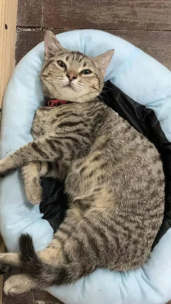 Söt Tabby Katt Liggande Kudde Katt Säng — Stockfoto