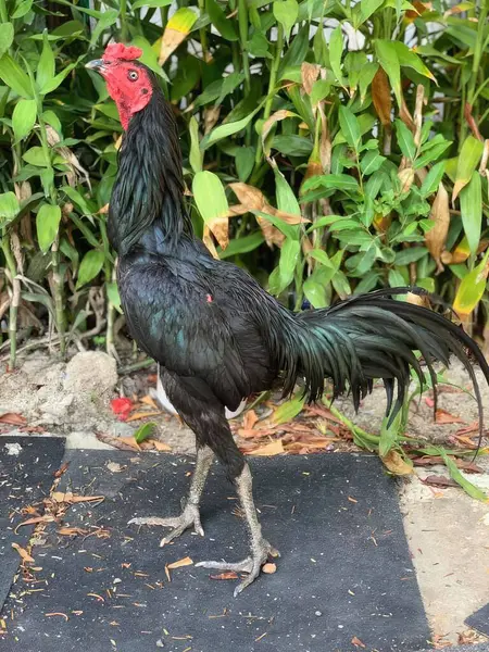 Coq Noir Rouge Debout Sur Sol Béton Dans Jardin — Photo