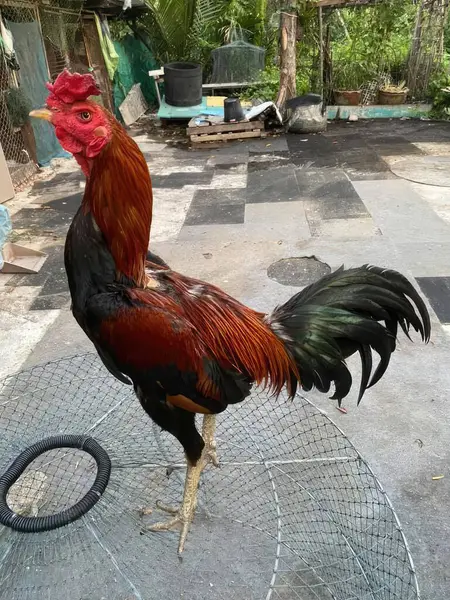 Ayam Jago Kandang Sebuah Peternakan Chi Minh Kota Vietnam — Stok Foto