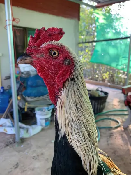 Ayam Jantan Yang Cantik Peternakan Menutup Foto — Stok Foto