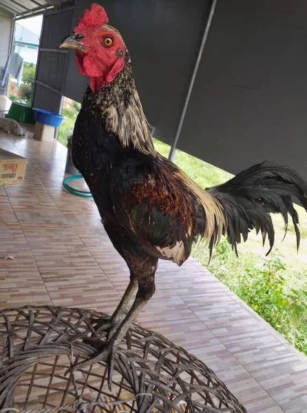 Rooster Peternakan Thailand Cockerel — Stok Foto
