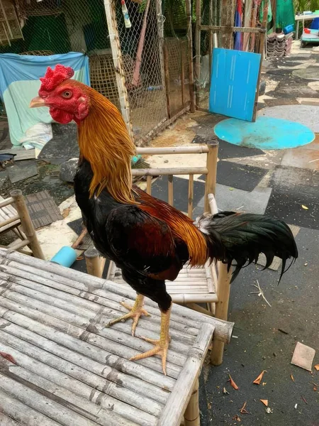 Rooster Peternakan Rooster Adalah Simbol Tahun Baru Cina — Stok Foto