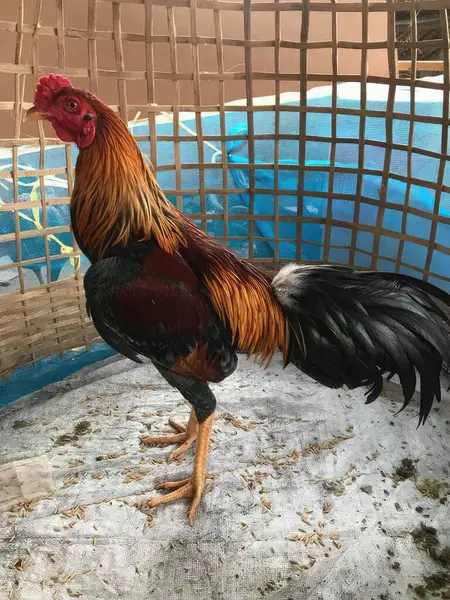 Ayam Berwarna Kandang Penampungan Hewan Perender — Stok Foto