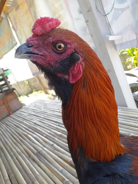 Close Dari Ayam Jantan Kandang Sebuah Peternakan — Stok Foto