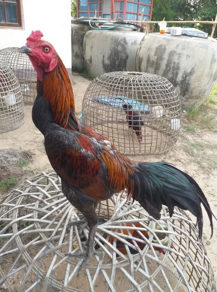 Ayam Jantan Kandang Desa Ayam Jantan Dalam Sangkar — Stok Foto