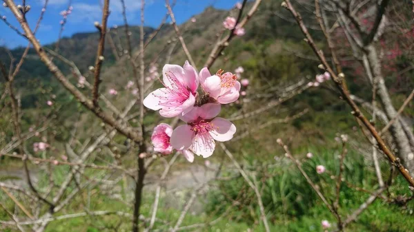 Peach Blossom Spring Taipei Taiwan — Stock Photo, Image