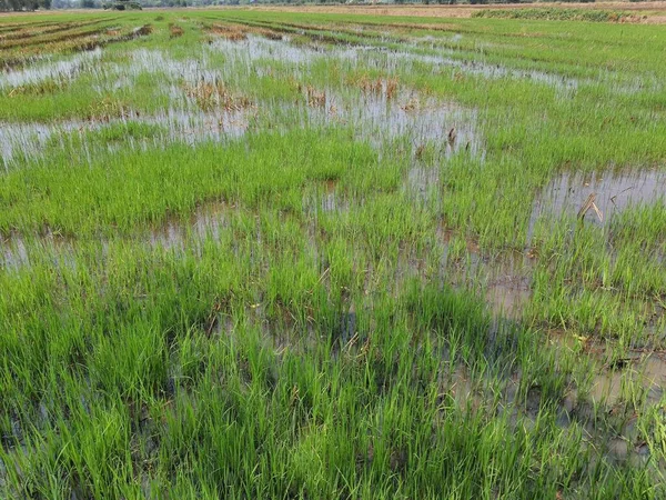 Rice seedlings in a rice field, north china.