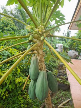 Meyve veren Papaya ağacı, sebze bahçesi, papaya meyvesi