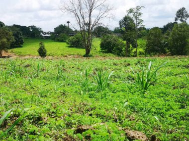 Chiang Mai, Tayland kırsalındaki şeker kamışı çiftliği.