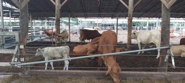 Cows in the corral of a farm. Animal husbandry.
