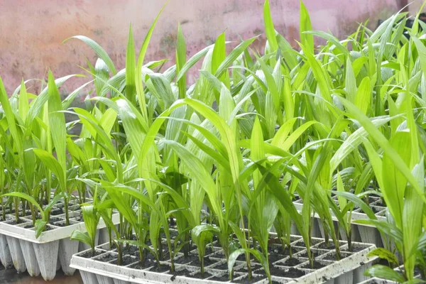 Corn Seedlings Growing Plastic Pots Windowsill Stock Photo Royalty Free Stock Images