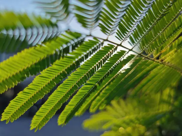 Close Green Leaves Acacia Tree Garden Stock Picture