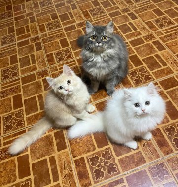 Pers kedileri yerde oturuyor ve kameraya bakıyor..