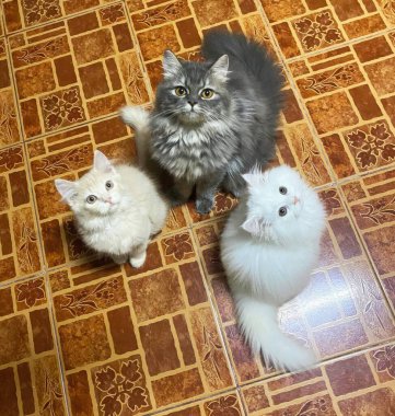 Üç kedi bir sırada oturmuş kameraya bakıyor.