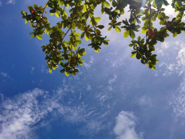 Güneşli yaz gününde yeşil yapraklar ve mavi gökyüzü.