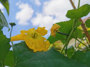 Salatalık çiçeği ve mavi gökyüzünün arka planında yapraklar