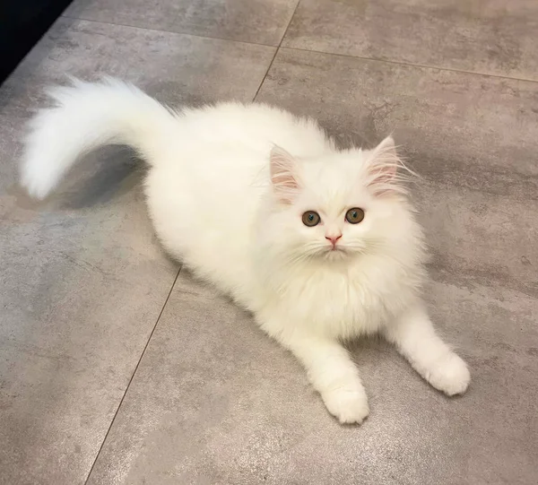 White persian cat sit on the floor in the room at home