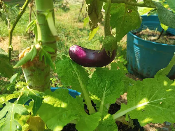 Purple eggplant growing in the garden. Vegetable garden.