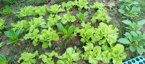 Lettuce growing in the garden. Lettuce growing in the garden.