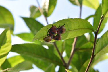 Bahçedeki çay ağacının yeşil yapraklarında üç uğur böceği