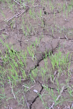 Pirinç tarlasında çatlamış topraklarda yetişen pirinç fidanlarını kapatın.