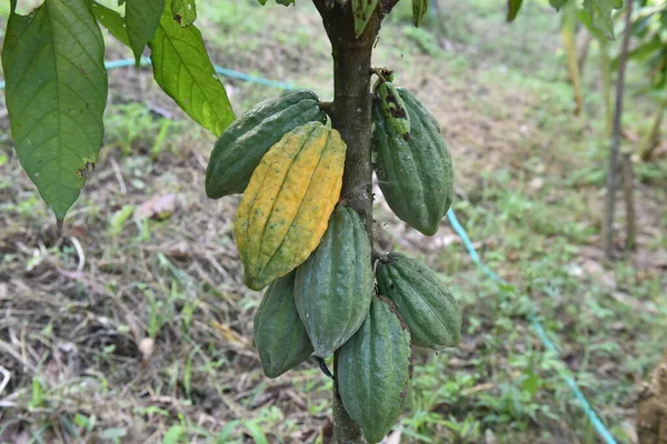 Cacao fruit on the tree in the farm. (Cacao tree)