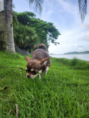 Mavi gökyüzü arka planına sahip yeşil çimenli bir köpek..
