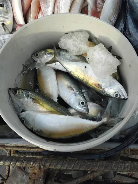 Tuna and tuna fish in a bucket on the market.