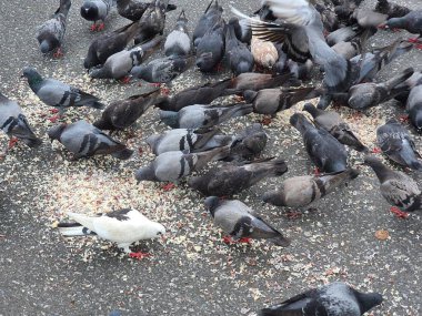 Güvercinler sokaklarda ekmek ve ayçekirdeği yiyorlar..