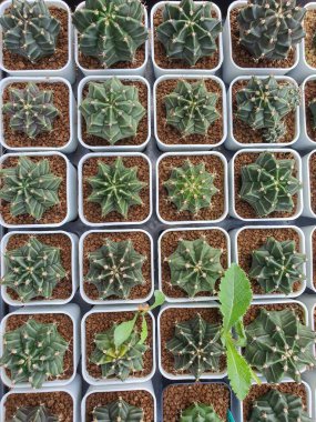 Spor salonu kaktüsleri içeren düzenli bir tencere koleksiyonu..